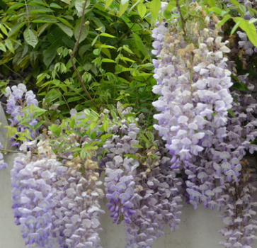 優(yōu)質多花紫藤苗 庭院爬藤植物 工程綠化苗 觀賞紫藤小苗 規(guī)格全