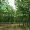 白蠟 基地直銷 原生白蠟 3 4 6 8 10 18公分 規(guī)格齊全