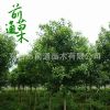 基地大量供應1--20cm大葉女貞樹 高桿大葉女貞 行道綠化園林植物
