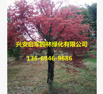 廣西紅楓樹基地 小紅楓直銷批發(fā) 紅楓價格優(yōu)惠 園林綠化風景樹