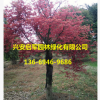 廣西紅楓樹基地 小紅楓直銷批發(fā) 紅楓價格優(yōu)惠 園林綠化風景樹