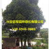 產(chǎn)地優(yōu)質(zhì) 廣西桂林桂花樹批發(fā) 量大優(yōu)惠貨源足