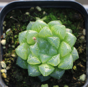 多肉 十二卷屬 綠植花卉盆景 室內(nèi)盆栽肉肉植物 基地大棚批發(fā)多肉