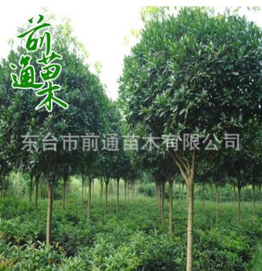 基地大量供應(yīng)大葉女貞 園林綠化苗木喬木 行道工程專用