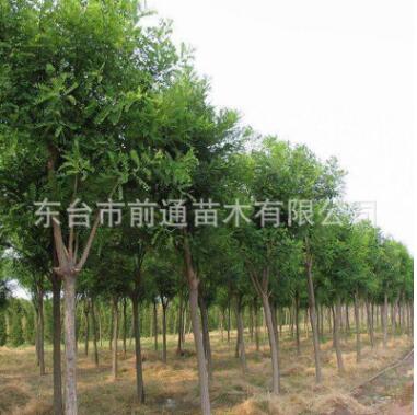 國槐 直銷國槐苗木 道路綠化苗木 綠化園林苗 規(guī)格齊全