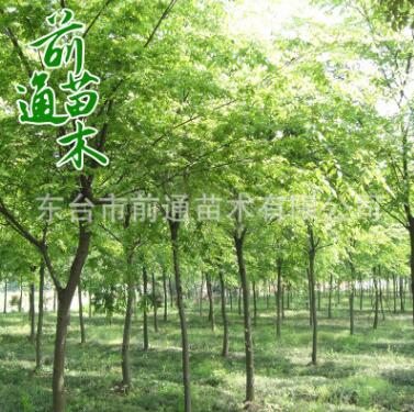 櫸樹 耐寒耐旱綠化苗櫸樹 基地直銷 綠化工程櫸樹喬木