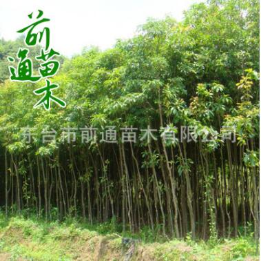 重陽木 供應園林綠化重陽木 批發行道工程綠化