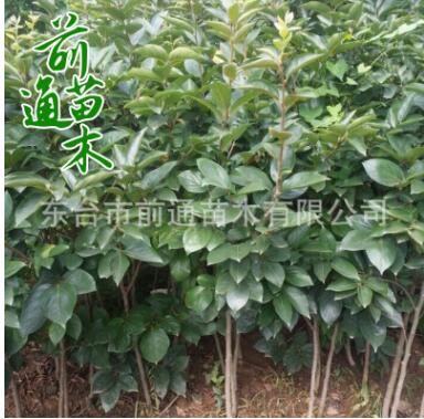 柿樹 基地批發(fā)柿子樹 基地現(xiàn)貨供應(yīng) 果樹苗 柿樹