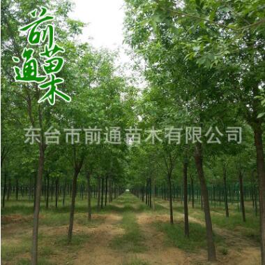 白蠟 基地直銷 原生白蠟 3 4 6 8 10 18公分 規(guī)格齊全