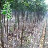 香櫞樹 供應綠化工程 園林植物 規格齊全 基地直供