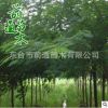 合歡 各種規格 大量批發 園林植物 基地直銷 喬木觀賞植物