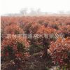 紅葉石楠 四季常青庭院綠化陽臺庭院綠化葉片光亮