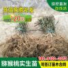 四川獼猴桃實生苗野生獼猴桃樹苗母本批發未嫁接獼猴桃實生苗砧木