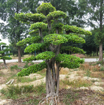 長沙錦森苗圃 廠家直銷 榔榆 規格齊全 量大價優 貨源充足 批發