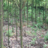 湖南苗木香樟基地優(yōu)質(zhì)批發(fā)供應(yīng)香樟樹香樟樹苗品種規(guī)格齊全