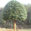 喬木基地八月桂花樹 胸徑8-10-12公分八月桂 八月桂花價(jià)格表