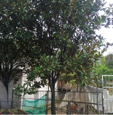 長沙錦森苗圃 廠家直銷 廣玉蘭 規(guī)格齊全 量大價優(yōu) 貨源充足 批發(fā)