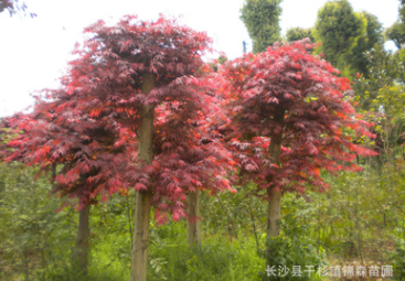 直銷園林工程綠化苗木 紅楓 紅楓樹 各種規(guī)格紅楓樹 切桿紅楓