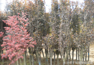 供應紅楓樹苗 綠化工程苗切桿紅楓樹價格 易成活 量大優(yōu)惠