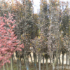 供應(yīng)紅楓樹苗 綠化工程苗切桿紅楓樹價(jià)格 易成活 量大優(yōu)惠