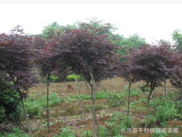 供應紅楓3-15量大優(yōu)惠 湖南紅楓樹基地報價 歡迎咨詢