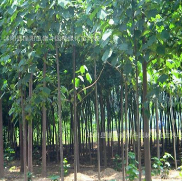 直銷綠化工程苗 行道樹 泡桐樹苗 大小規格齊全 泡桐樹小苗