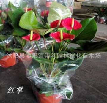 批發盆栽觀花植物 紅掌 綠色植物 小盆栽 四季開花 物美價廉