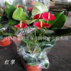 批發(fā)盆栽觀花植物 紅掌 綠色植物 小盆栽 四季開花 物美價(jià)廉
