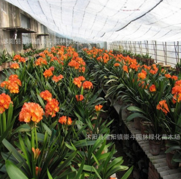 基地直銷優質室內盆栽君子蘭 凈化空氣 花色齊全 量大優惠