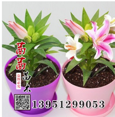 口香水百合種球 觀花植物 美化環境 百合花球根 基地發貨