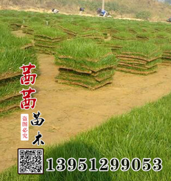 供應批發優質馬尼拉草坪|果嶺草馬尼拉草皮|耐踐踏馬尼拉草坪價格