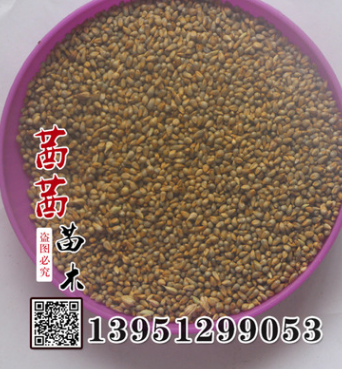 皇竹草種子 批發 家禽高產牧草 皇竹草 新型牧草皇竹草草坪種子
