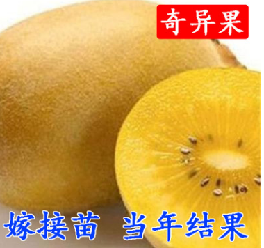 獼猴桃樹苗南方北方種植紅心奇異果果樹苗盆栽地栽嫁接苗當年結果