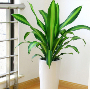 巴西鐵盆栽綠植金邊也門鐵千年木香龍血樹室內植物吸甲醛凈化空氣