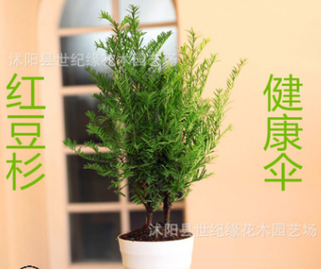 批發紅豆杉盆栽 南方紅豆杉 曼地亞紅豆杉樹苗 盆栽室內庭院綠植