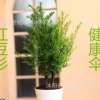 批發紅豆杉盆栽 南方紅豆杉 曼地亞紅豆杉樹苗 盆栽室內庭院綠植
