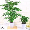 室內桌面凈化空氣水培植物懶人盆栽花卉幸福樹發財樹綠蘿四季常青