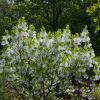 廠家直銷流蘇樹苗嫁接桂花砧木油根子樹苗四月雪茶葉樹糯米花樹