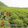 供應優質園林工程綠化苗木小葉女貞球 基地直銷