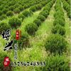 基地批發工程綠化苗龍柏球 龍柏 地被植物綠籬常青苗