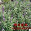 優質草花種子藍花鼠尾草批發 正品 包成活 量大優惠