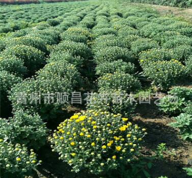 基地大量供應國慶菊菊花千頭菊