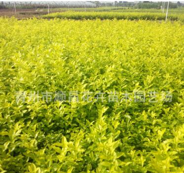 供應景觀綠化苗木金葉女貞園林綠化用小金葉女貞苗常綠灌木批發(fā)