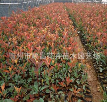 基地供應銷售紅葉石楠 綠化用 紅葉石楠 美觀大方四季常綠灌木