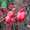 批發(fā)梅花樹苗 紅梅 直徑4-5-6-8-10-12-15公分 耐寒盆景觀賞植