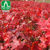 批發(fā)美國嫁接紅楓樹 優(yōu)質(zhì)美國紅楓苗 行道風景樹 品種全量大優(yōu)惠