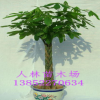 室內(nèi)花卉盆栽植物 小發(fā)財(cái)樹(shù)苗 辦公室選擇凈化空氣吸甲醛