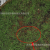 進口暖季型狗牙根百慕大草坪種籽 足球場高爾夫學校庭院綠化草籽