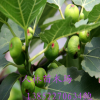 批發(fā)無(wú)花果苗 直銷 果樹(shù)苗 無(wú)花果樹(shù)苗 無(wú)花果小苗 當(dāng)年結(jié)果,