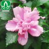 批發供應庭院觀賞樹苗 木槿花苗 重瓣紅花木槿 工程綠化苗木